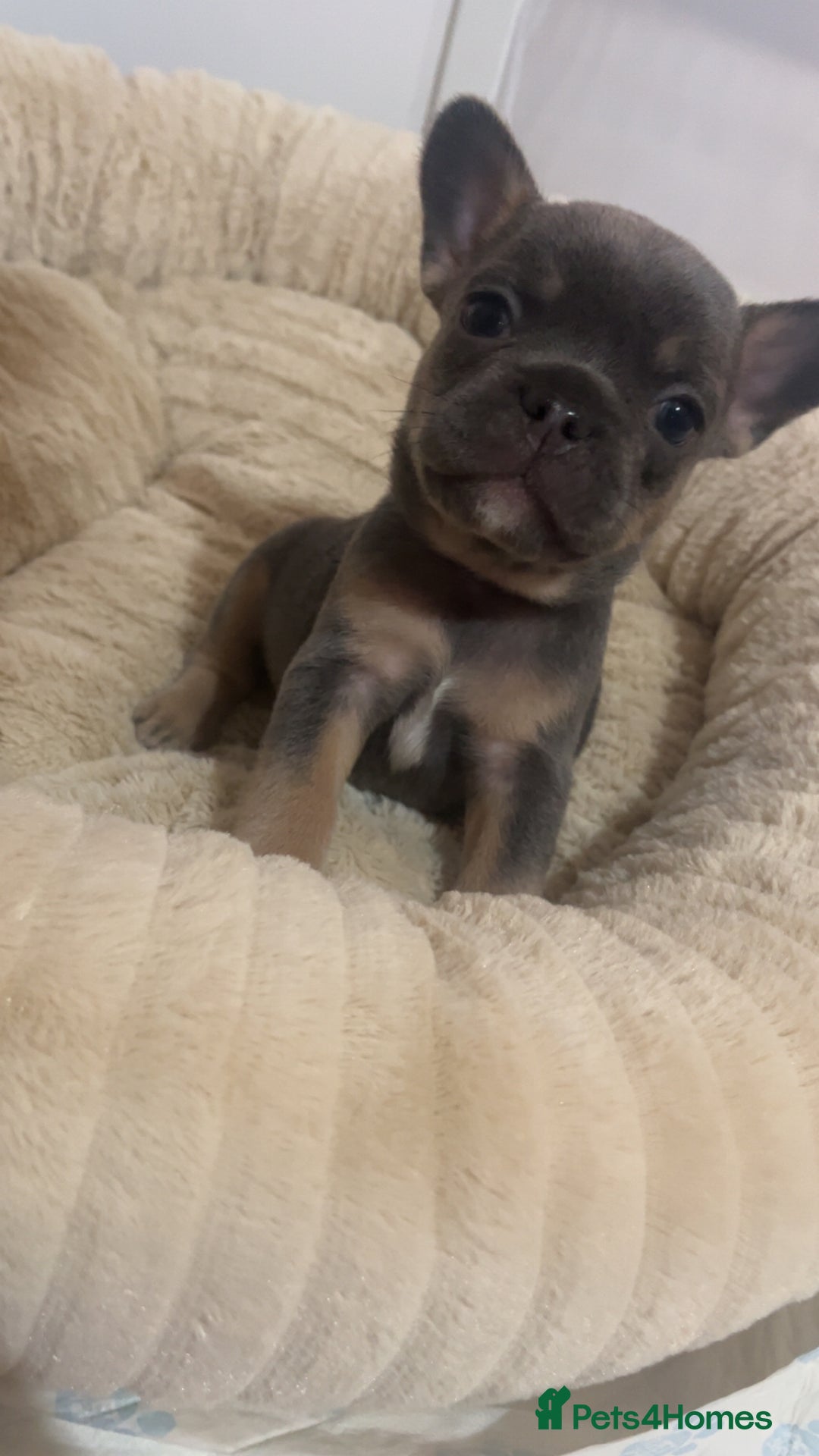 French Bulldog dogs for sale: French bulldog - Advert 1