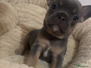 French Bulldog dogs French bulldog - Advert 4