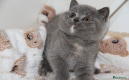 British Shorthair cats for sale: British Shorthairs. kittens - Image 11