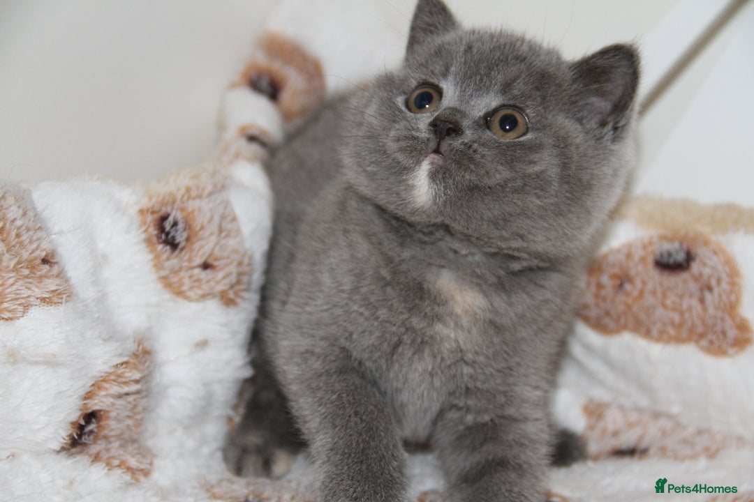 British Shorthair cats for sale: British Shorthairs. kittens - Image 11