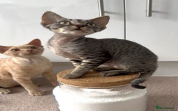 Devon Rex cats for sale: Grey kitten - Image 1