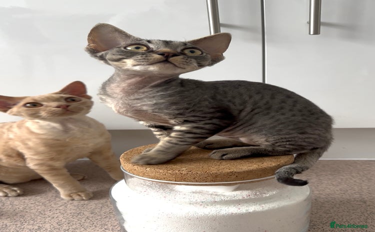 Devon Rex cats - Advert 1