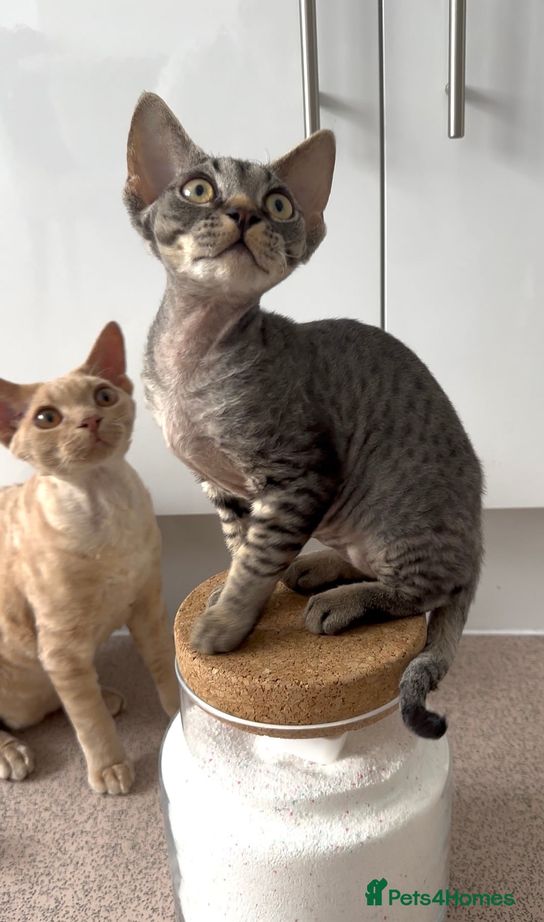 Devon Rex cats for sale: Grey kitten - Image 1