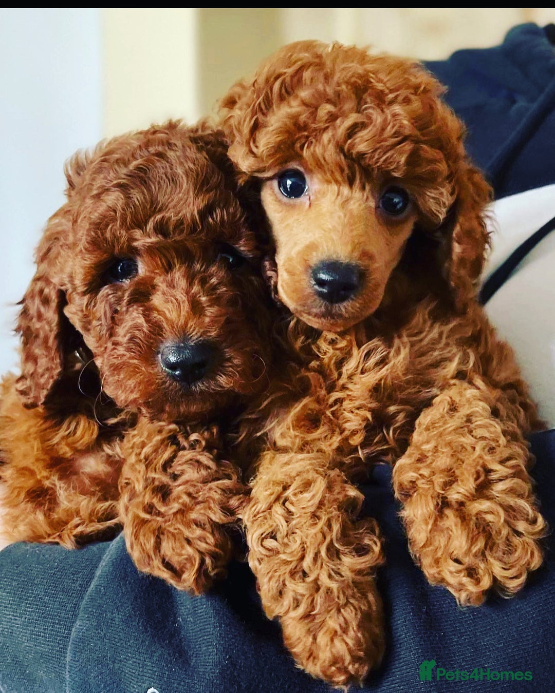 Miniature Poodle dogs for stud: 🇷🇺extensively health tested Russian import🇷🇺 - Advert 10