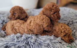 Miniature Poodle dogs for sale: Miniature Red Poodle KC Reg Full Pedigree - Image 10
