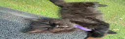 Mixed Breed cats for sale: One boy and one girl left - Longhaired, Kittens - Advert 3