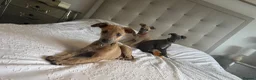 Whippet dogs for sale: Beautiful KC Registered Whippets  - Advert 13