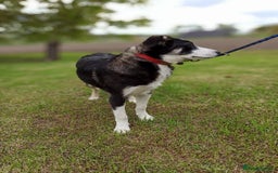 Mixed Breed dogs for adoption: 💙🐶 BENNY 🐶💙 - Image 16