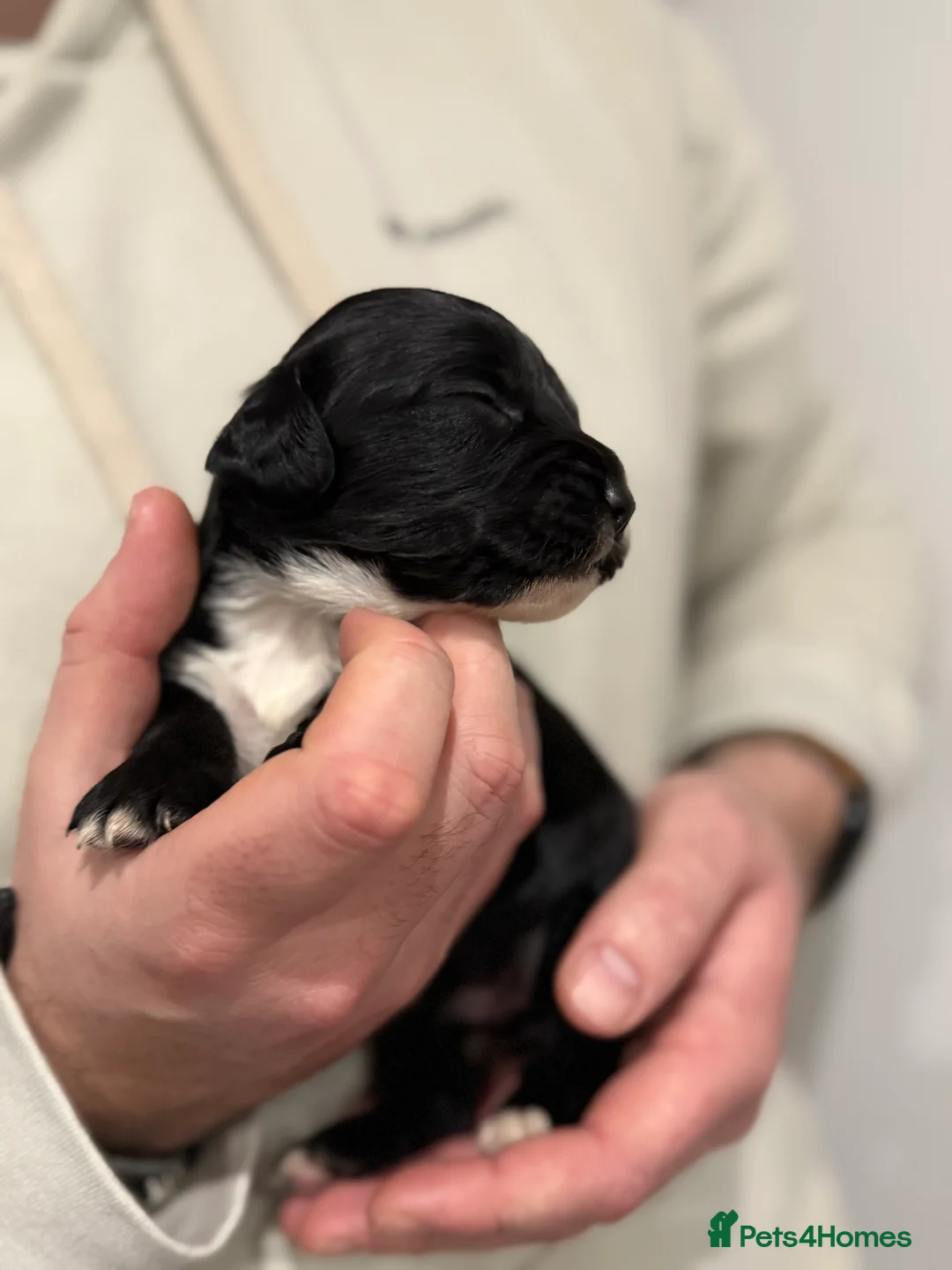 Sprocker dogs for sale: Sprocker pups looking for their forever home 🐶💕 - Advert 13