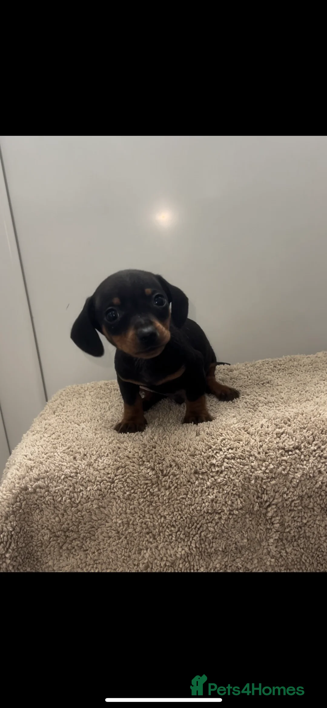 Miniature Dachshund dogs for sale: Miniature datchhounds  - Advert 2