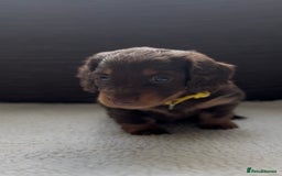 Miniature Dachshund dogs for sale: Long Haired Miniature Dachshunds - Image 3