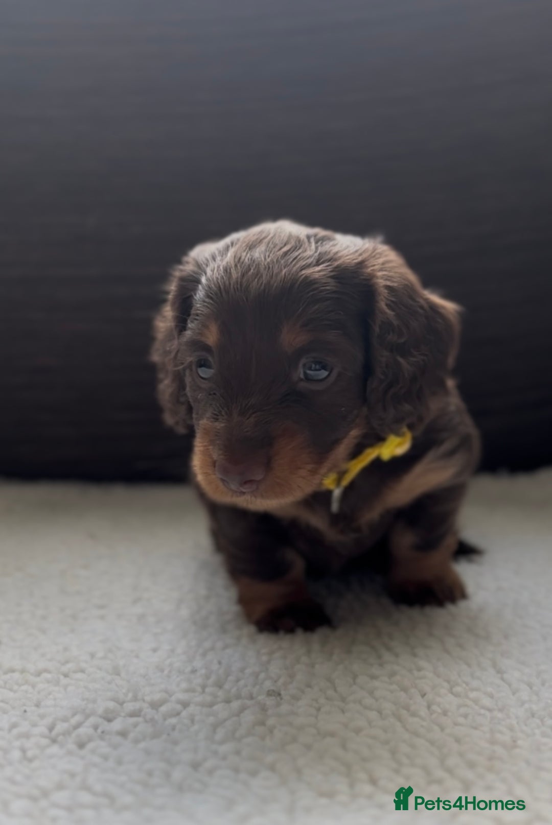 Miniature Dachshund dogs for sale: Long Haired Miniature Dachshunds - Image 3