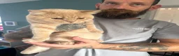 British Shorthair cats for sale: British shorthair kittens  - Advert 2