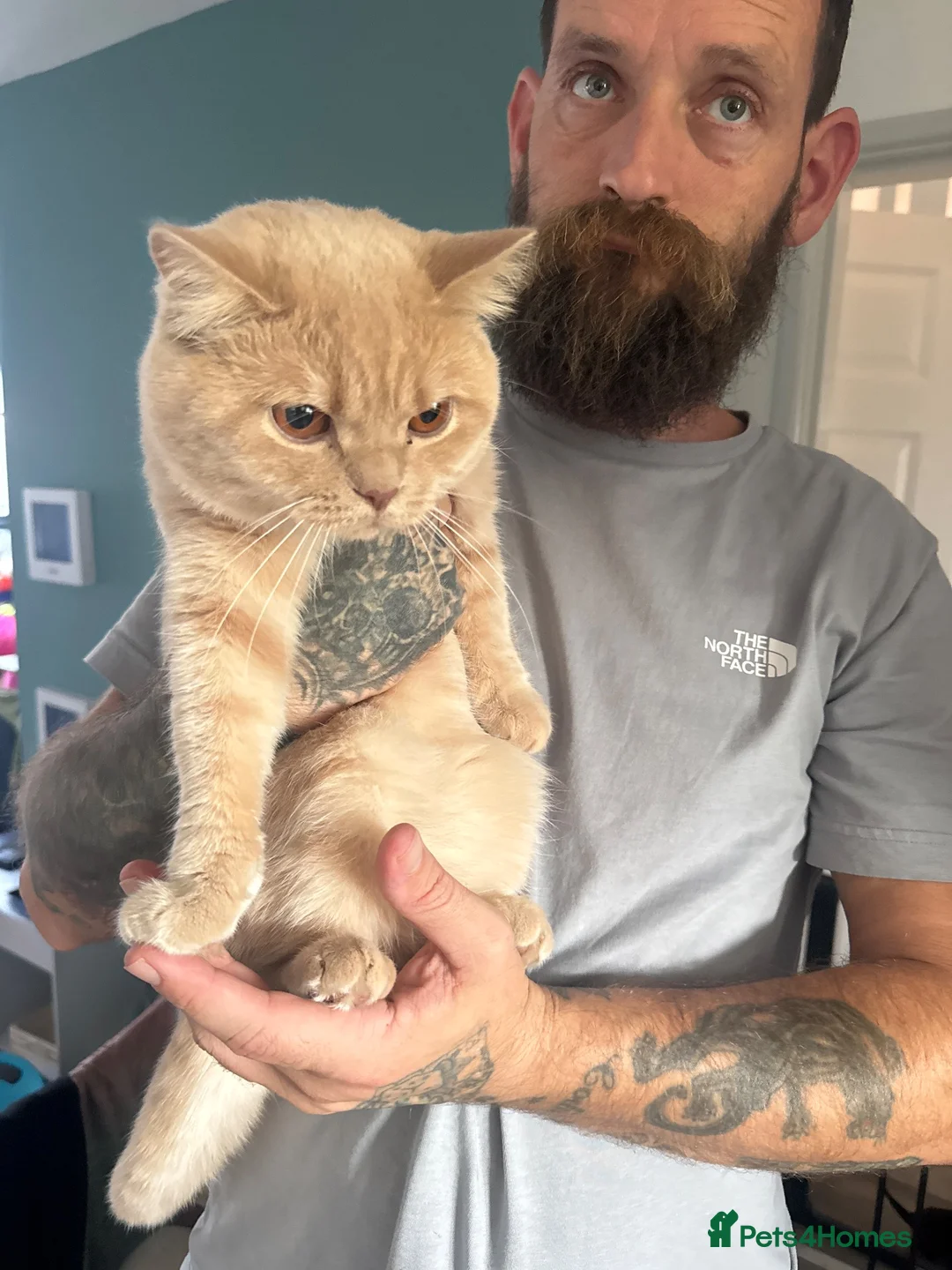 British Shorthair cats for sale: British shorthair kittens  - Advert 2