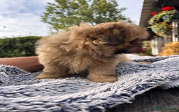 Shih Tzu dogs for sale: Stunning shih tzu babies - Image 4