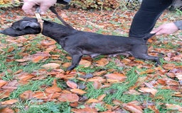 Mixed Breed dogs for sale: Patterdale/ fell terriers/ lakeland  - Image 25