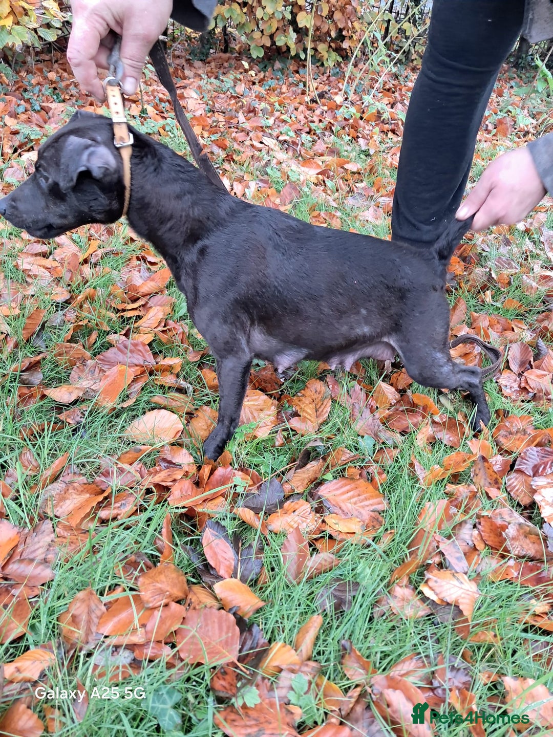 Mixed Breed dogs for sale: Patterdale/ fell terriers/ lakeland  - Image 25