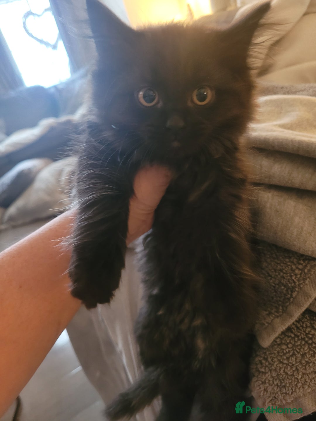 Ragdoll cats for sale: 1/2 Ragdoll 1/2 british Blue MIx Kittens - Image 11