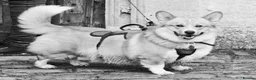 Welsh Corgi Pembroke dogs for stud: Welsh Pembrokeshire corgi in Martock - Advert 3