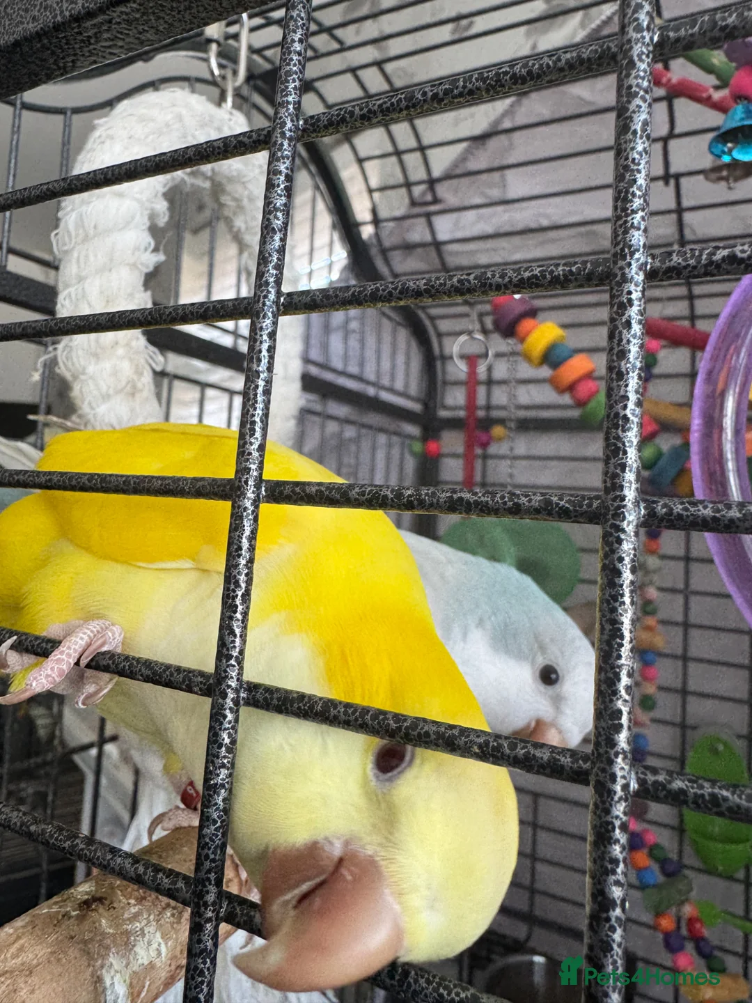 Parakeets birds for sale: 2 x Quacker Parakeets - Advert 2