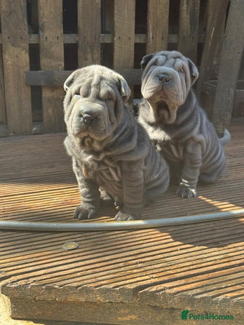 Shar Pei dogs - Advert 2