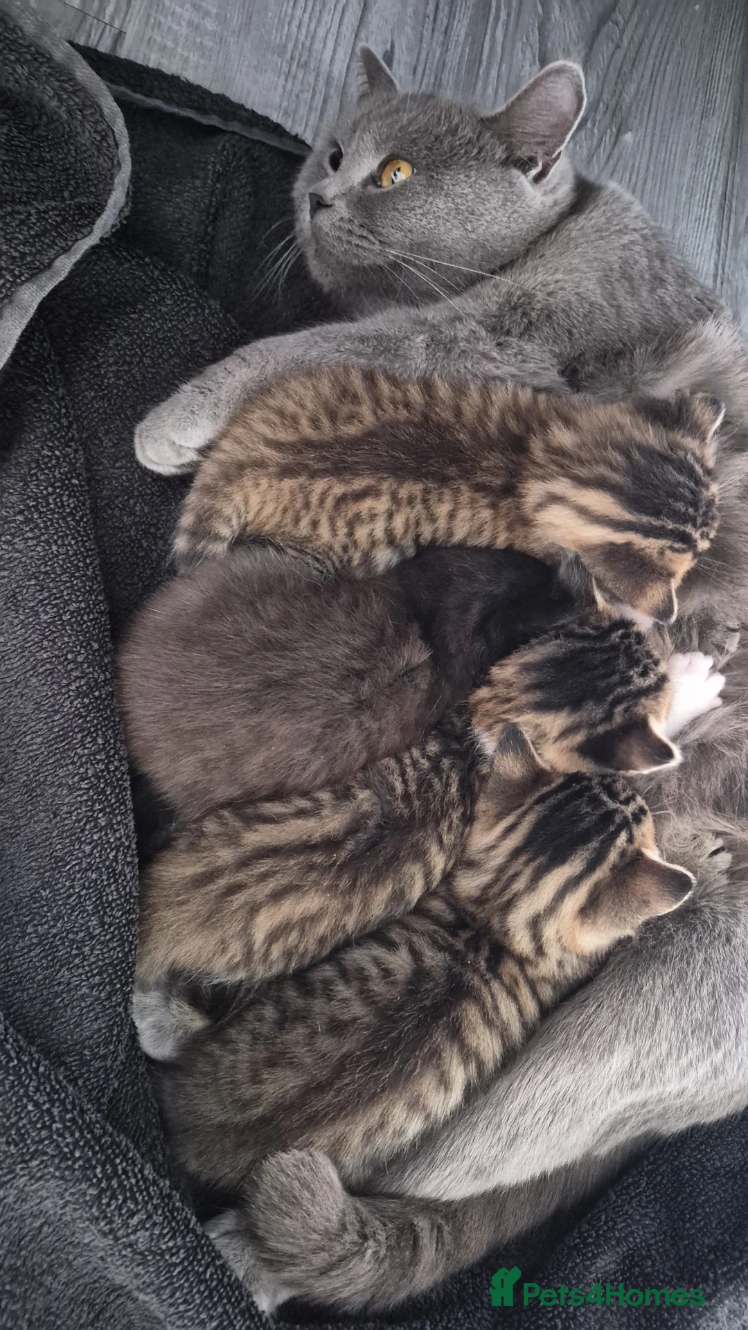 Mixed Breed cats for sale: British blue x domestic shorthair tabby - Advert 13