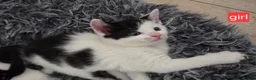 Mixed Breed cats for sale: 4 kittens  in London - Advert 10