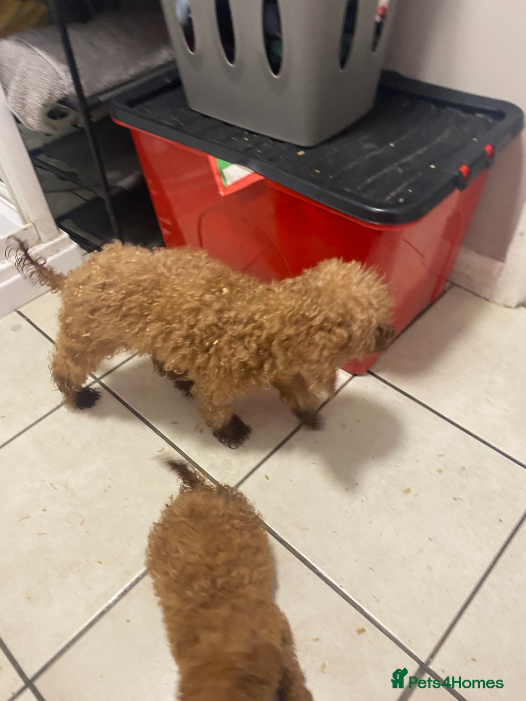 Toy Poodle dogs for sale: Toy poodle puppies  - Advert 12
