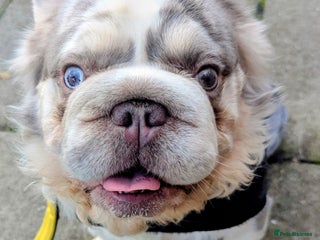 French Bulldog dogs Lilac Merle fluffy french bulldog for stud in Portsmouth - Advert 13