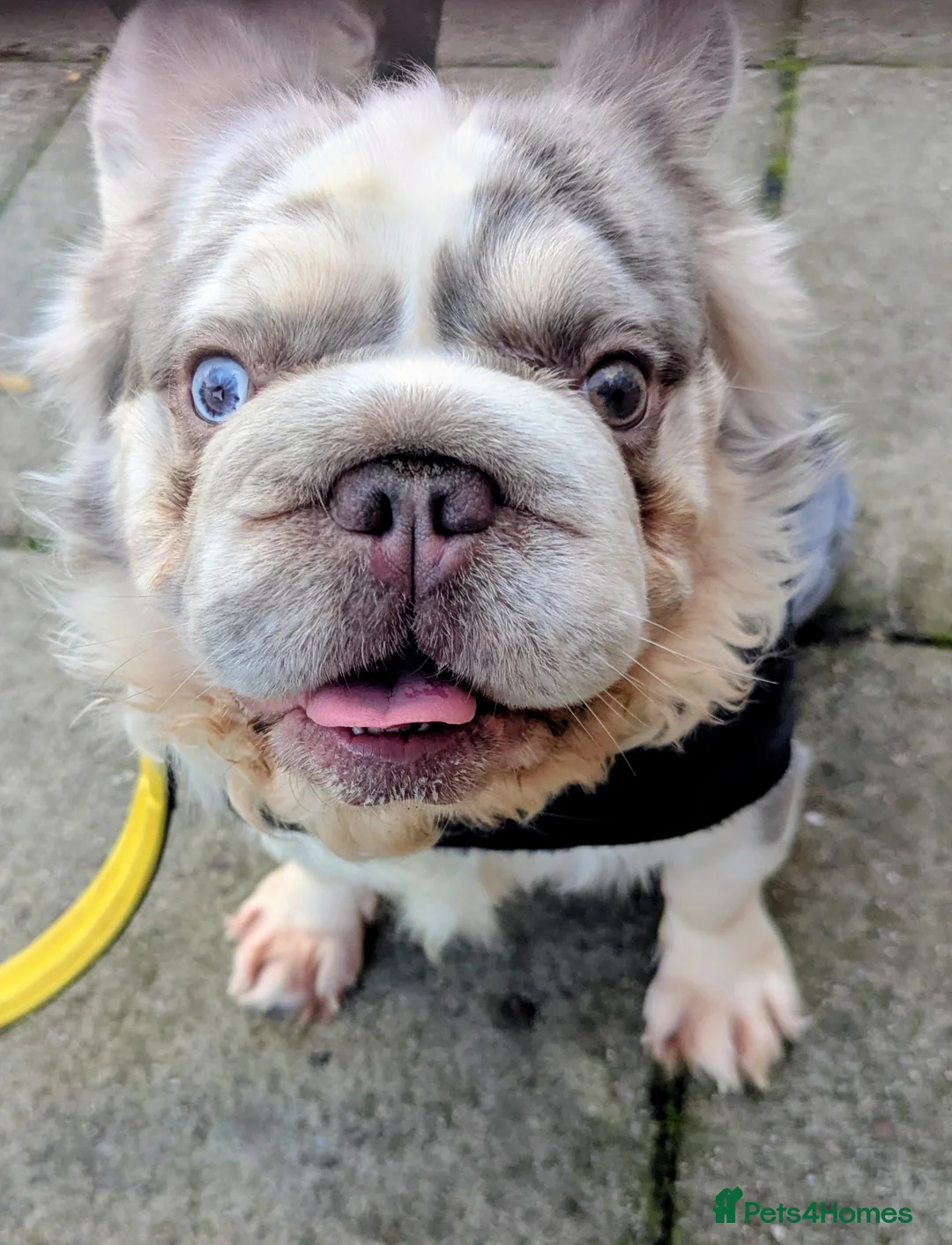 French Bulldog dogs for stud: Lilac Merle fluffy french bulldog for stud  in Portsmouth - Advert 3