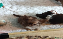 Chihuahua dogs for sale: Only one beautiful boy left,he's totally stunning  - Image 3