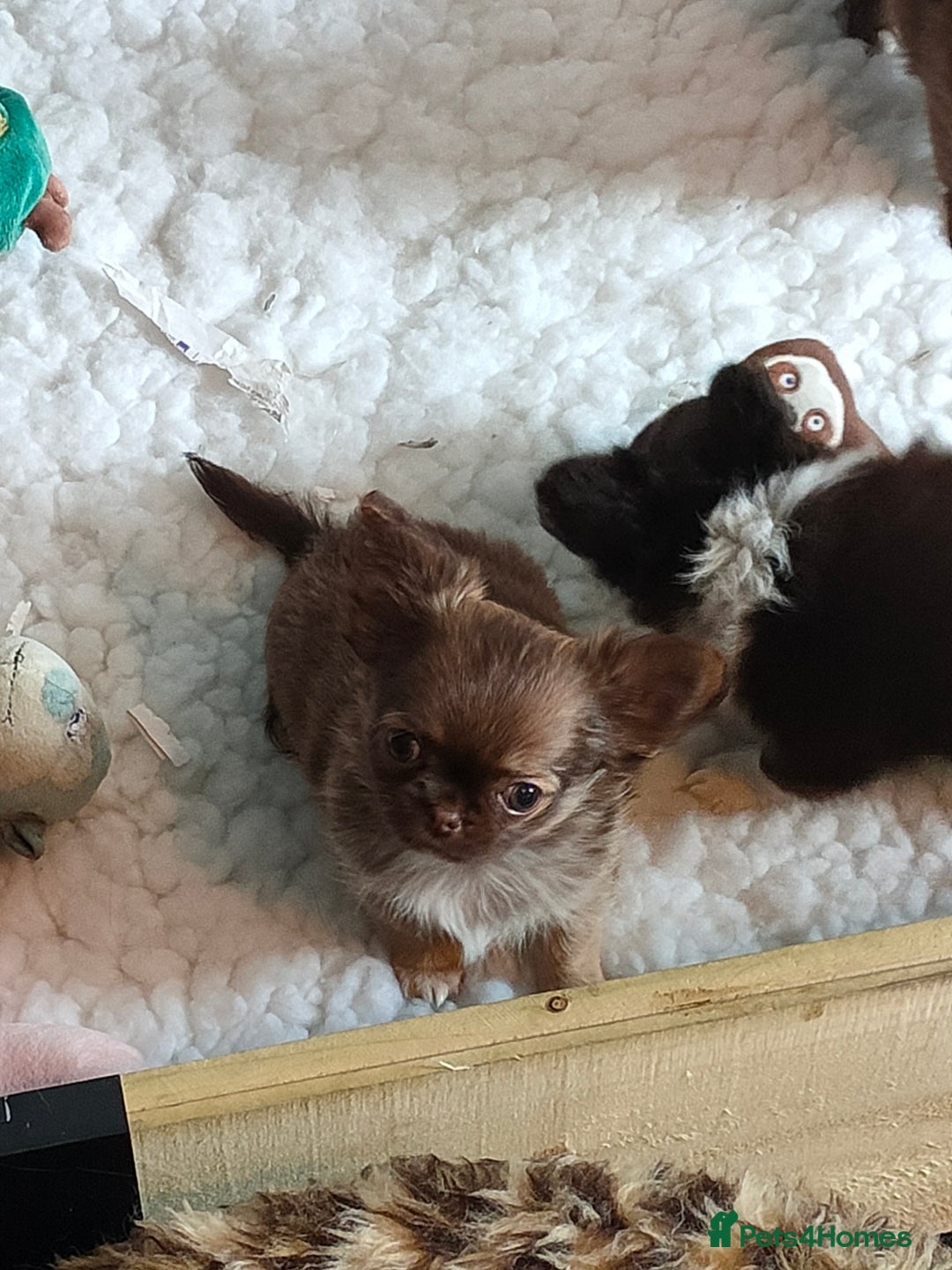 Chihuahua dogs for sale: Only one beautiful boy left,he's totally stunning  - Image 3