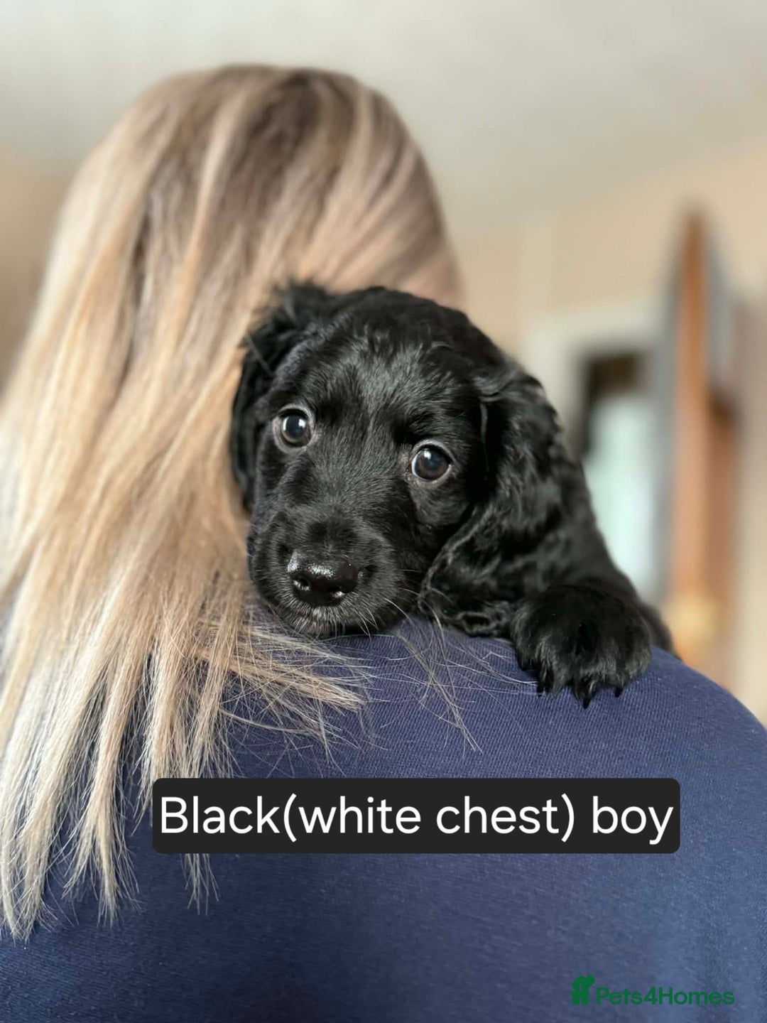 Mixed Breed dogs for sale: Last girl left. Ready to leave now 🥰 - Advert 33