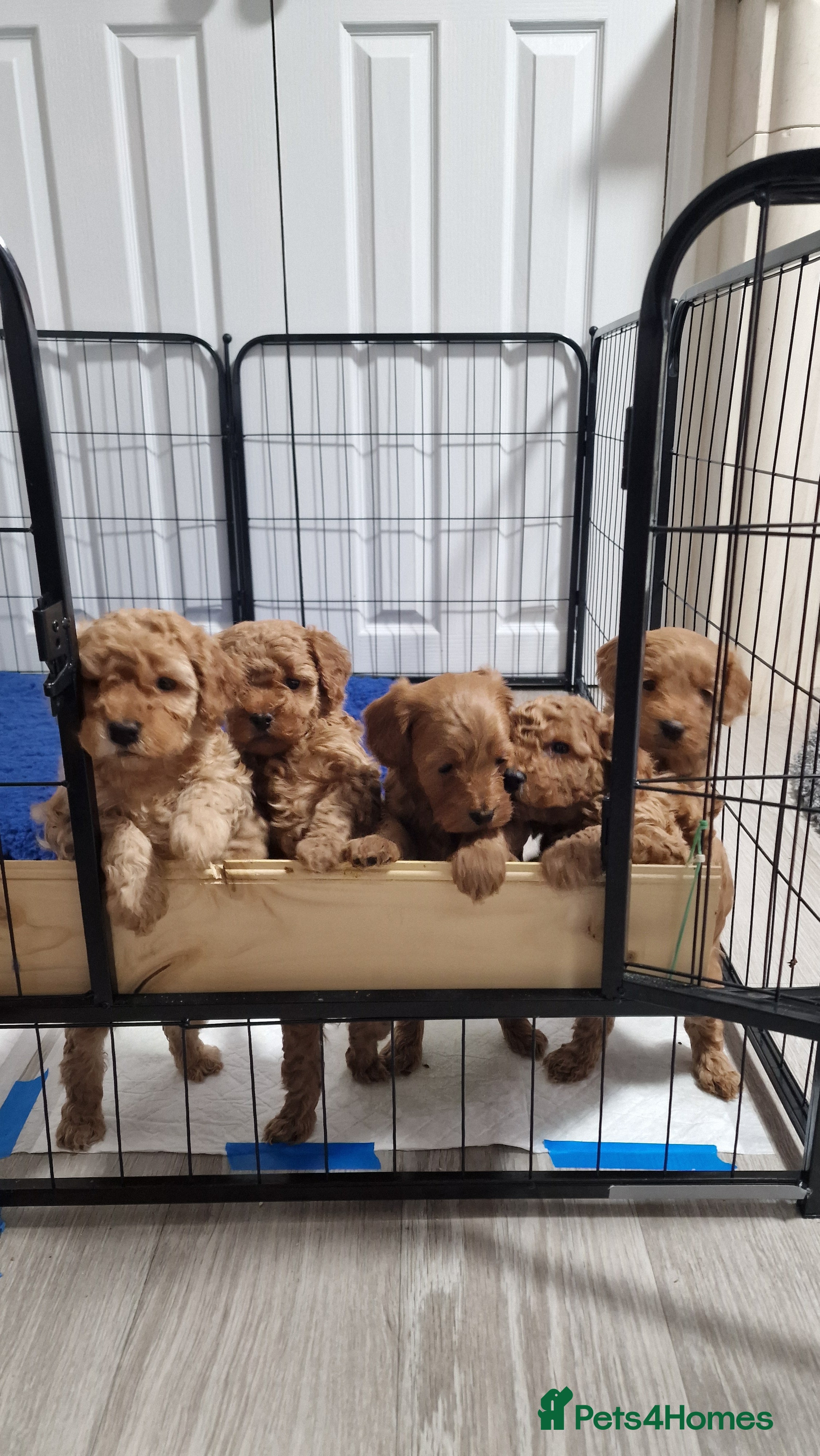 Maltipoo dogs F2B MALTIPOO PUPPIES 25% maltese  75% poodle  - Advert 11