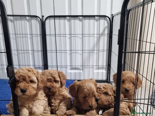 Maltipoo dogs F2B MALTIPOO PUPPIES 25% maltese 75% poodle - Advert 10