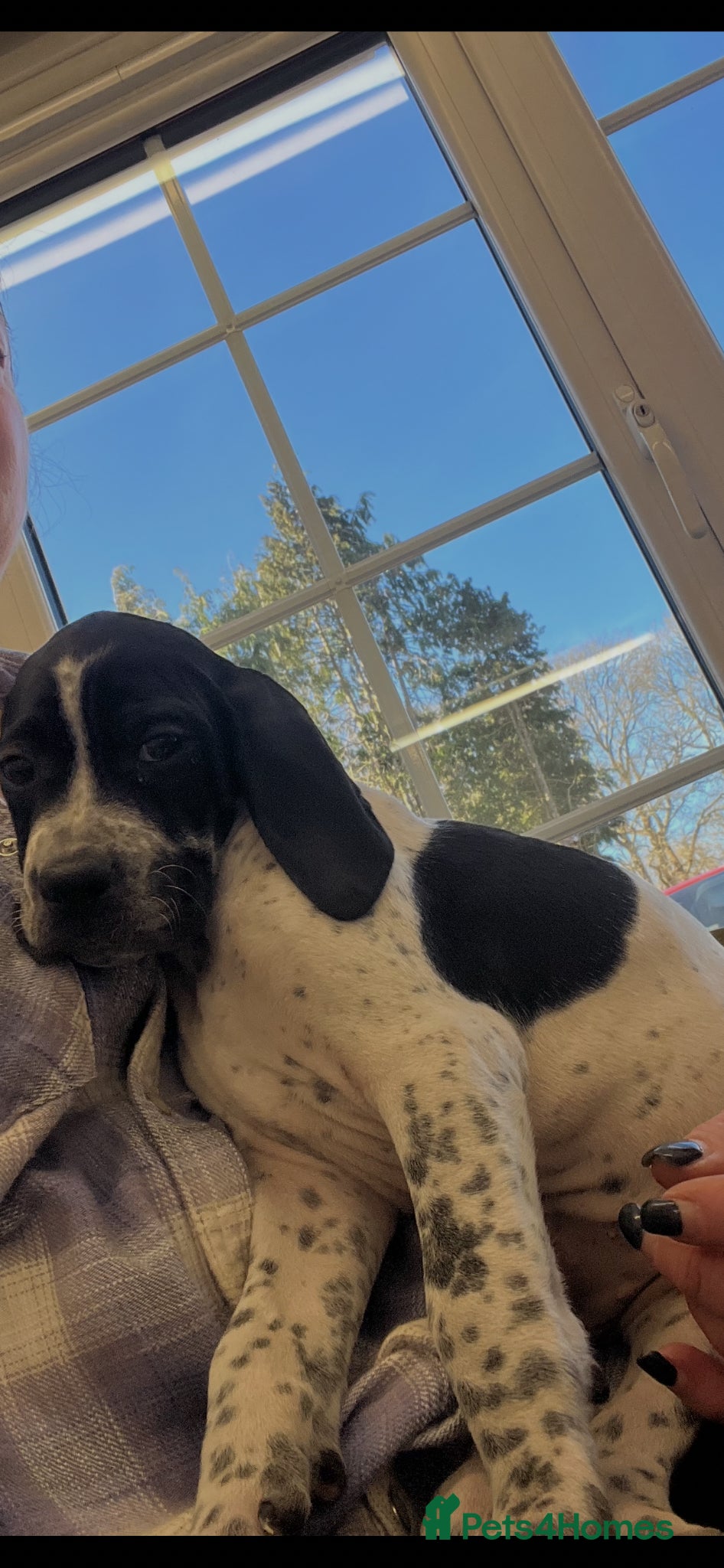 Pointer dogs Beautiful Pointer puppies  - Advert 1