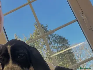 Pointer dogs Beautiful Pointer puppies - Advert 1