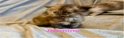 Persian cats for sale: **SOLD** Stunning litter of five female Perdolls - Advert 15