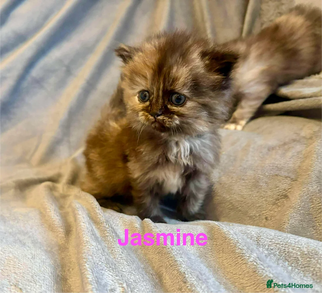 Persian cats for sale: **SOLD** Stunning litter of five female Perdolls - Advert 15