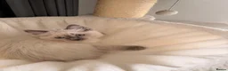 Ragdoll cats for sale: Last Blue Point Ragdoll GIRL kitten available  - Advert 4