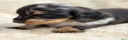 Miniature Dachshund dogs for sale: Stunning mini long haired dachshund puppies - Advert 4