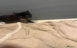 Mixed Breed cats for sale: Beautiful mixed exotic kittens  - Image 2