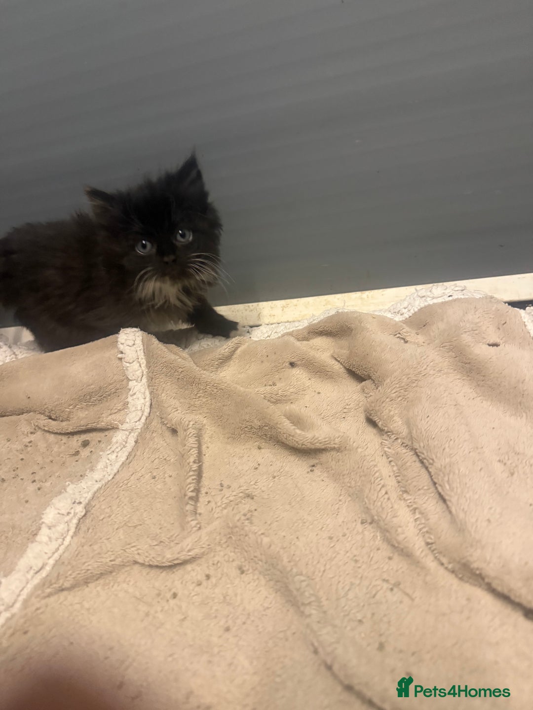 Mixed Breed cats for sale: Beautiful mixed exotic kittens  - Image 2