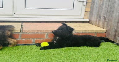 Mixed Breed dogs - Advert 13