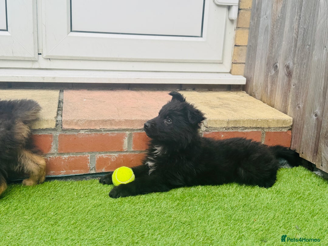 Mixed Breed dogs for sale: G.Sehepherd&white swiss Shepherd long coat puppies - Image 3