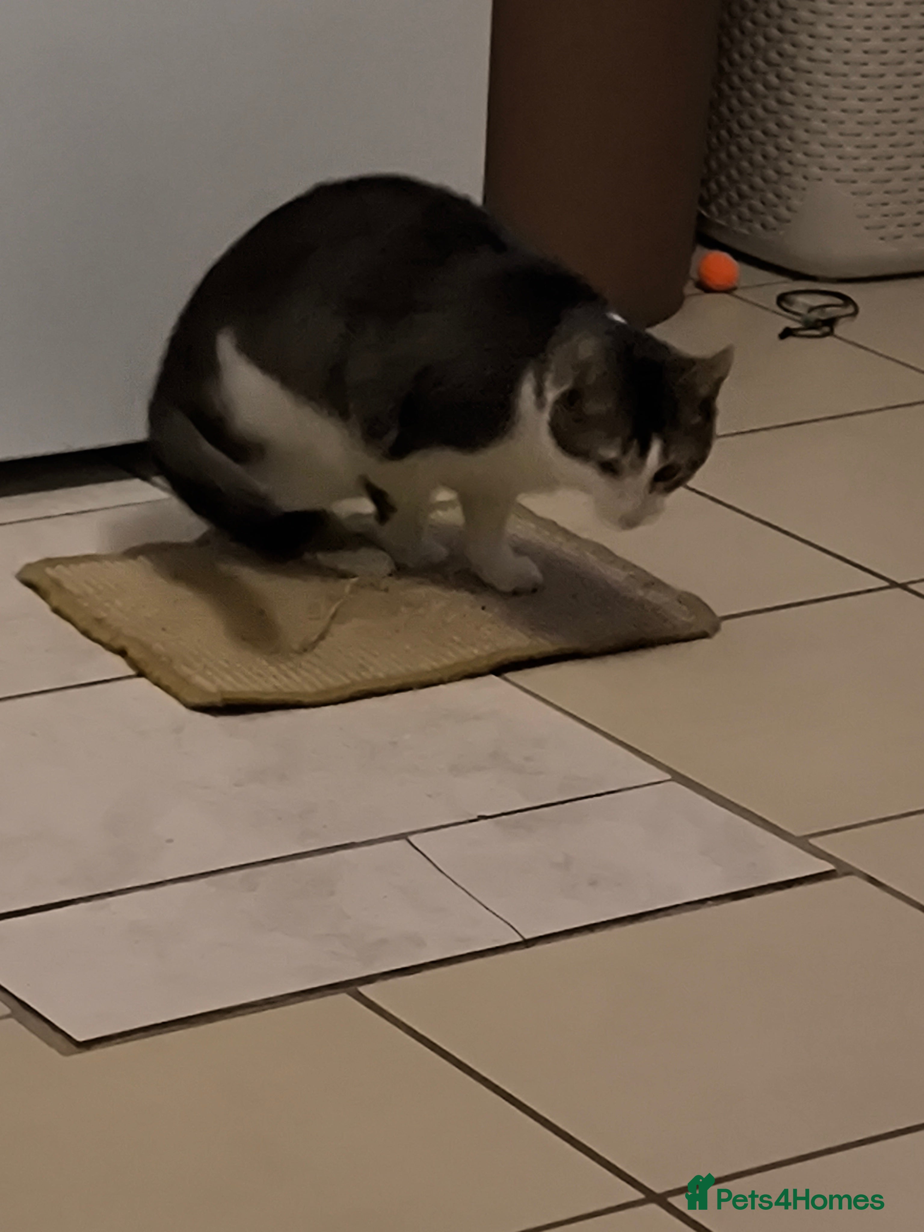 Mixed Breed cats Rocky - Advert 3