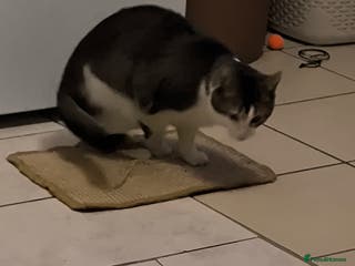 Mixed Breed cats Rocky - Advert 2