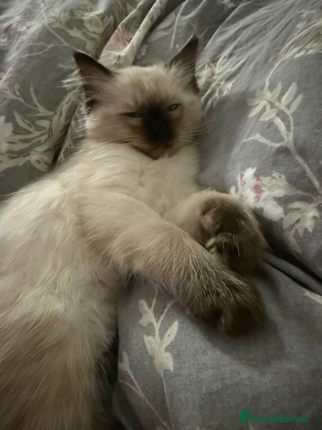 Ragdoll cats for sale: 🩵 Beautiful Ragdoll Kittens Ready at 12 Weeks! 🩵 - Image 5