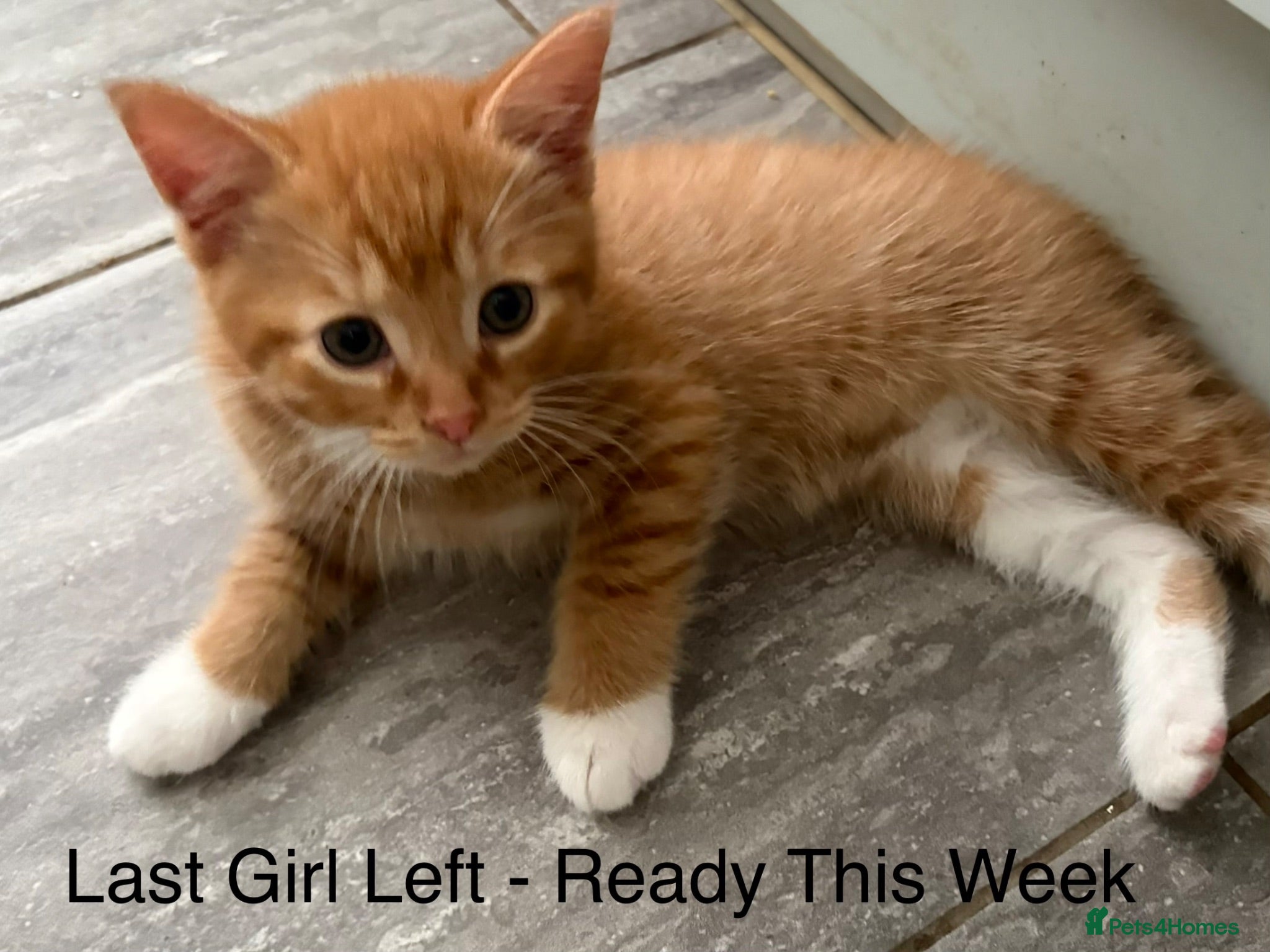 Mixed Breed cats UPDATE-NEW LITTER! Ginger Ragdoll x 9 available  - Advert 5