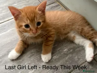 Mixed Breed cats UPDATE-NEW LITTER! Ginger Ragdoll x 9 available - Advert 5
